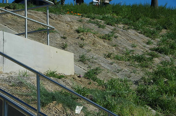 DSC 0008