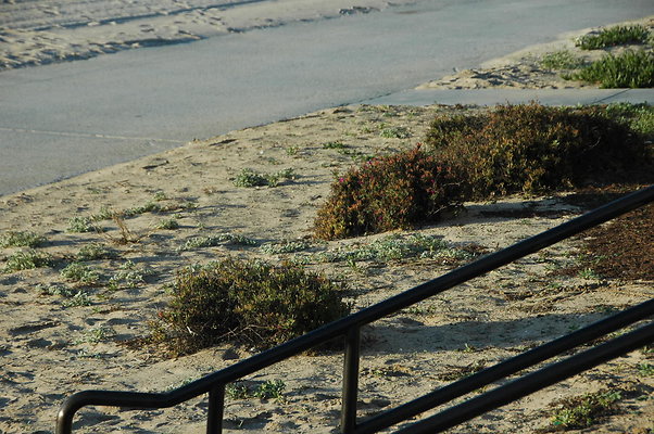 DSC 0007